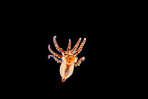 Day octopus (Octopus cyanea) larval stage, 1 inch in size, drifting in open ocean, Hawaii, Pacific Ocean.