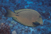 Black surgeonfish (Ctenochaetus hawaiiensis) portrait, Hawaii, Pacific Ocean.