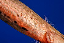 Parasitic copepods just behind the pectoral fin of Trumpetfish (Aulostomus chinensis), Hawaii, Pacific Ocean.