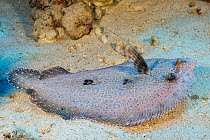 Peacock flounder (Bothus mancus) camouflaged on the seabed, Hawaii, Pacific Ocean.
