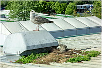 Herring gull (Larus argentatus) juvenile, perched on warehouse roof, watching over two chicks on the nest, showing cooperative rearing of the chicks, Exeter, Devon, UK. June.