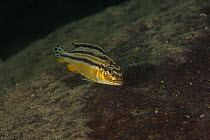 Female Golden mbuna cichlid (Melanochromis auratus) swimming.  Thumbi West island, Lake Malawi, Malawi.