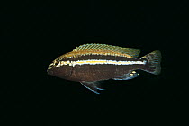 Male Golden mbuna cichlid (Melanochromis auratus) swimming.  Thumbi West island, Lake Malawi, Malawi.