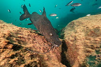 Kampango catfish (Bagrus meridionalis) swimming near sandy bottom.  Thumbi West island, Lake Malawi, Malawi.