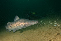 Kampango catfish (Bagrus meridionalis) on sandy bottom around Usipa wreck, old ferry boat sank in 1998.  Thumbi West island, Lake Malawi, Malawi.