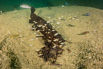 Kampango catfish (Bagrus meridionalis) guarding young in nest in sandy bottom.  Thumbi West island, Lake Malawi, Malawi.