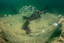 Male and female Kampango catfish (Bagrus meridionalis) guarding young in nest in sandy bottom.  Thumbi West island, Lake Malawi, Malawi.