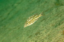Elephant-nose cichlid (Nimbochromis linni) swimming.  Thumbi West island, Lake Malawi, Malawi.