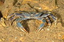 Malawi blue crab (Potamonautes lirrangensis) on sandy bottom, supporting local fishery.  Thumbi West island, Lake Malawi, Malawi.