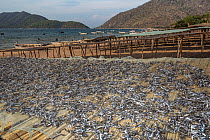 Lake Malawi sardines (Engraulicypris sardella) drying on cane racks on lake banks.  Lake Malawi, Malawi.