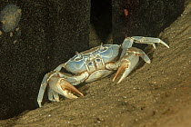 Malawi blue crab, (Potamonautes lirrangensis) on sandy bottom.  Thumbi West island, Lake Malawi, Malawi.