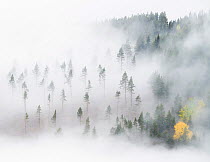 Scots pine (Pinus sylvestris) plantation shrouded in fog with some colorful Aspen (Populus tremula) trees, Sel, Innlandet, Norway. September.