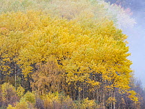 Aspen (Populus tremula) forest with yellow foliage in autumn, Boverdalen valley, Innlandet, Norway. October.