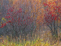 Rowan (Sorbus aucuparia) trees with berries in autumnal forest, Sel, Norway. October.