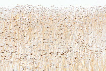Common reeds (Phragmites australis) in a frozen lake, Selsvatnet, Innlandet, Norway. March.