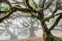 Laurisilva of Madeira (UNESCO World Heritage Site) that conserves largest surviving area of primary laurel forest consisting mostly of endemic Stinkwood (Ocotea foetens), vegetation type that is now c...
