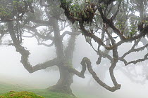 Laurisilva of Madeira (UNESCO World Heritage Site) that conserves the largest surviving area of primary laurel forest consisting mostly of endemic Stinkwood (Ocotea foetens), vegetation type that is n...