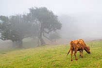 Cow grazing  with laurisilva of Madeira (UNESCO World Heritage Site) in background, the site conservesthe  largest surviving area of primary laurel forest consisting mostly of endemic Stinkwood (Ocote...