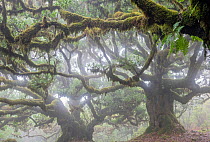 Laurisilva of Madeira (UNESCO World Heritage Site) that conserves largest surviving area of primary laurel forest consisting mostly of endemic Stinkwood (Ocotea foetens), vegetation type that is now c...