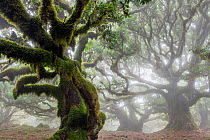 Laurisilva forest of Madeira (UNESCO World Heritage Site) conserves the largest surviving area of primary laurel forest consisting mostly of endemic Stinkwood (Ocotea foetens), vegetation type that is...