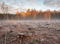 Clearcutting in Norway spruce (Picea abies) forest plantation.  Riseberga, South Sweden. October.  non-ex.