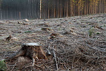 Clearcutting in Norway spruce (Picea abies) forest plantation.  Riseberga, South Sweden. October.  non-ex.