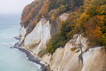 Common beech (Fagus sylvatica) forest growing on chalk limestone cliffs.  Baltic Sea, Jasmund National Park, Germany. October.  non-ex.