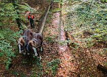 Horses used  to remove non-native conifer tree trunks  from forest,  Lubeck, Germany. October. This method of tree harvesting  reduces use of machines and disturbance to the forest floor, non-ex.