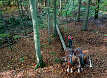 Horses used  to remove non-native conifer tree trunks from forest  Lubeck, Germany. October. This method of tree harvesting  reduces use of machines and disturbance to the forest floor,  non-ex.
