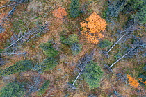 Aerial photograph of mixed forest of Scots pine (Pinus sylvestris), Siberian spruce (Picea abies obovata) and Downy birch (Betula pubescens).  Muddus National Park, Laponia World Heritage Site, Swede...