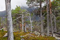 Scots pine (Pinus sylvestris) old-growth forest.  Stora Sjofallet National Park, Laponia World Heritage Site, Sweden. October.  non-ex.
