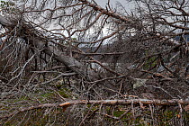 Scots pine (Pinus sylvestris) old-growth forest trees uprooted by wind storm a few years earlier. Stora Sjofallet National Park, Laponia World Heritage Site, Sweden. October.  non-ex.