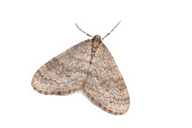 Winter moth (Operophtera brumata).  Vaga, Innlandet, Norway.   Focus stacked image.  non-ex.