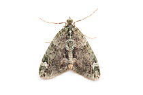 Red-green carpet moth (Chloroclystis siterata).  Vaga, Innlandet, Norway.  Focus stacked image.  non-ex.