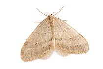 Northern winter moth (Operophtera fagata).  Vaga, Innlandet, Norway.  Focus stacked image.  non-ex.
