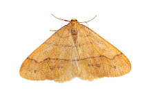 Scarce umber moth (Agriopis aurantiaria).  Vaga, Innlandet, Norway.  Focus stacked image.  non-ex.