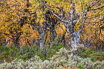 Downy birch (Betula pubescens) forest in early autumn.  Vaga, Innlandet, Norway. September.  non-ex.