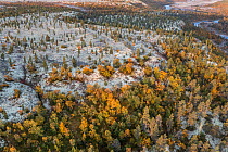 Aerial photograph of mixed Downy birch (Betula pubescens) and Scots pine (Pinus sylvestris) forest with thick layer of lichen (Cladonia sp.) covering most of exposed ground  in early autumn.  Rondane...
