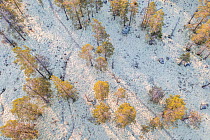 Aerial photograph of mixed Downy birch (Betula pubescens) and Scots pine (Pinus sylvestris) forest with  thick layer of lichen (Cladonia sp.) covering most of exposed ground  in early autumn.  Rondan...