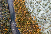 Aerial photograph of mixed Downy birch (Betula pubescens) and Scots pine (Pinus sylvestris) forest with thick layer of lichen (Cladonia sp.) covering most of exposed ground  in early autumn.  Rondane...
