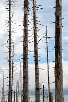 Norway spruce (Picea abies) forest with young trees growing among old dead trees that died during Large spruce bark beetle (Ips typographus) outbreaks. Sumava National Park, Czech Republic. August. W...