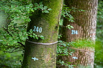 Tools for marking trees and measuring tree diameter used by researchers to investigate how trees are coping with climate change and increasing aridity, in Europe's most biodiverse forest laboratory....