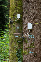 Tools for marking trees and measuring tree diameter used by researchers to investigate how trees are coping with climate change and increasing aridity, in Europe's most biodiverse forest laboratory....