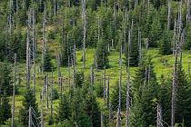 Norway spruce (Picea abies) forest with young trees growing among old dead trees that died during Large spruce bark beetle (Ips typographus) outbreaks in 1990s.  Bavarian Forest National Park, German...