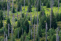Norway spruce (Picea abies) forest with young trees growing among old dead trees that died during Large spruce bark beetle (Ips typographus) outbreaks in 1990s. Bavarian Forest National Park, Germany....
