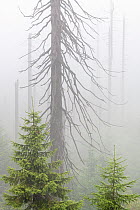 Norway spruce (Picea abies) forest with young trees growing among old dead trees that died during Large spruce bark beetle (Ips typographus) outbreaks in 1990's.  Bavarian Forest National Park,...