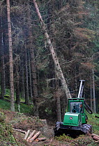 Removal of Norway spruce (Picea abies) trees recently infected by Large spruce bark beetle (Ips typographus) in managed forest. Sumava National Park, Czech Republic. August. Warmer and drier climate...