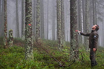 Petr Kahuda spraying Norway spruce (Picea abies) trees, recently infected by Large spruce bark beetles (Ips typographus), marked to be cut and removed to avoid further spreading of insects, in managed...
