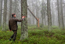 Petr Kahuda marking Norway spruce (Picea abies) trees, recently infected by Large spruce bark beetles (Ips typographus), to be cut and removed to avoid further spreading of insects, in managed forest....