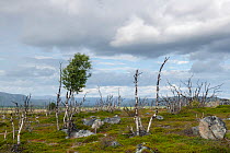 Aftermath of consecutive outbreaks of Autumnal moth (Epirrita autumnata) and Winter moth (Operophtera brumata), whose larvae feed on tree foliage. Sor-Varanger, Finnmark, Norway. August. Warmer and dr...